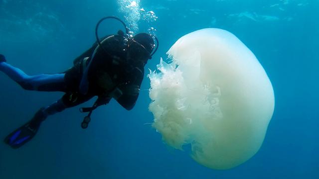 Медузы достигают больших размеров