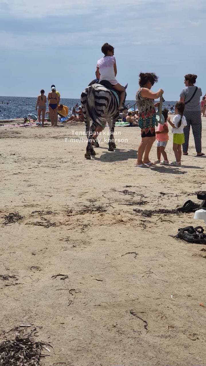 Лже-зебра на пляже