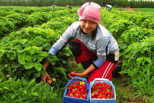 Украинские рабочие руки нужны в Европе на сборе ягод