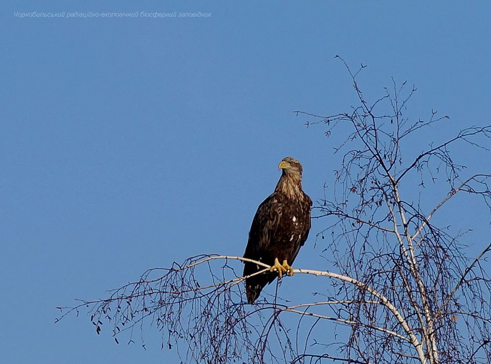 Орлан из заповедника