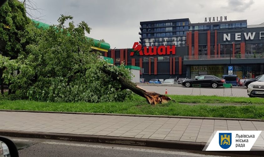 Ветер валит деревья во Львове
