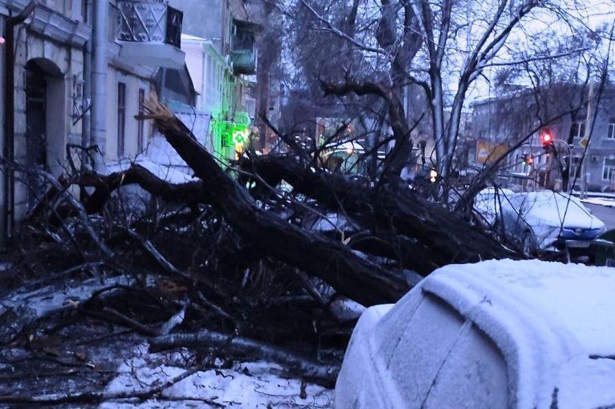 Ветер в Одессе повалил 50 деревьев. Фото: Мэрия Одессы