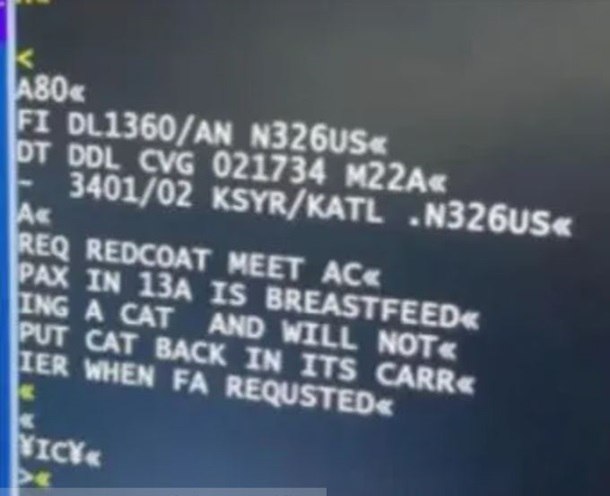 В США женщина кормила грудью кота на борту самолета