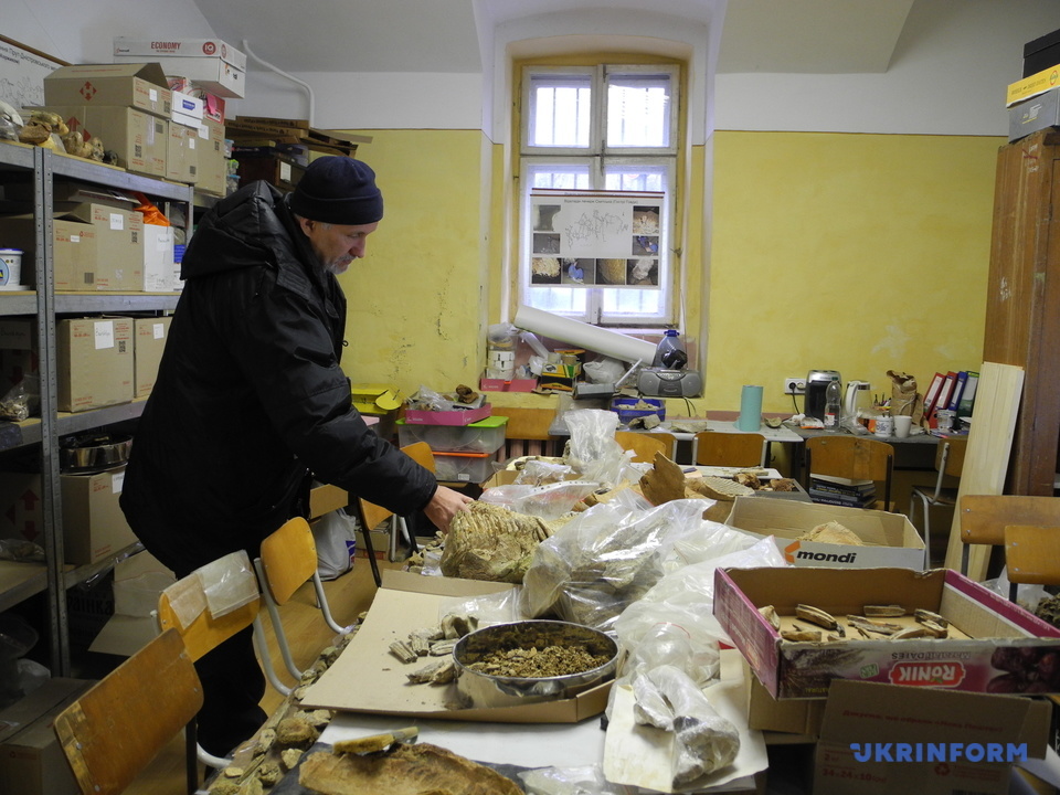В Черновицкой области обнаружили зуб мамонта, которому 300 тысячелетий. Фото: Укринформ