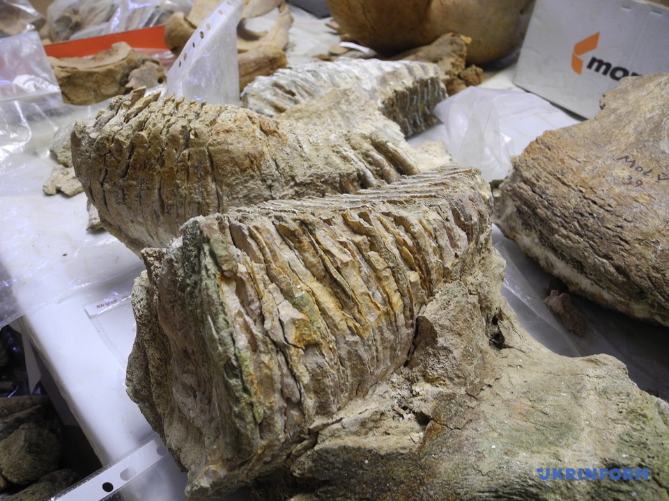 В Черновицкой области обнаружили зуб мамонта, которому 300 тысячелетий. Фото: Укринформ