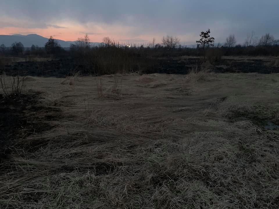 На Закарпатье долина нарциссов превратилась в пепелище. Фото: ГСЧС