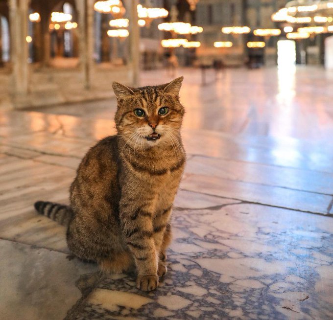 Умерла знаменитая зеленоглазая кошка, прожившая 16 лет в соборе Святой Софии. Фото: Instagram