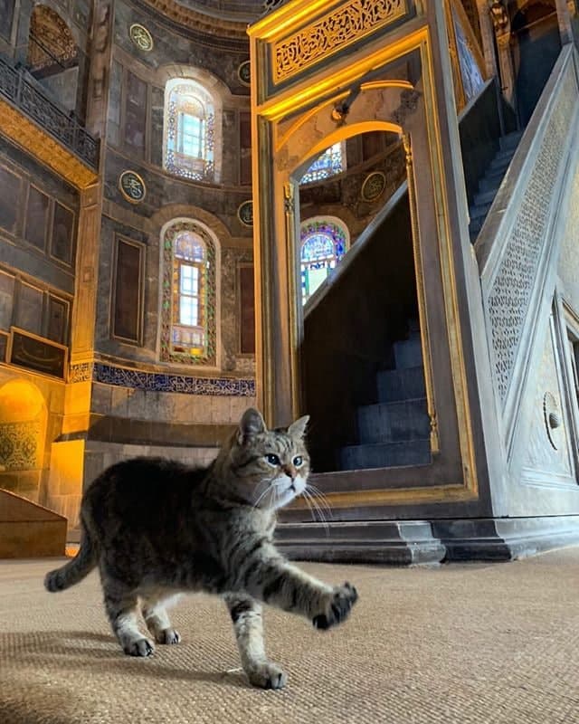 Умерла знаменитая зеленоглазая кошка, прожившая 16 лет в соборе Святой Софии. Фото: Instagram