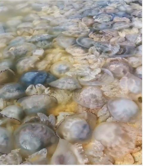 На российском курорте мертвые медузы заполонили берег Азовского моря. Скриншот