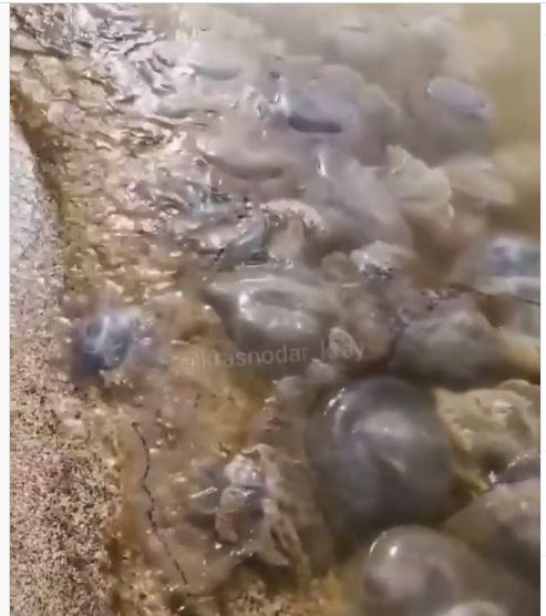 На российском курорте мертвые медузы заполонили берег Азовского моря. Скриншот
