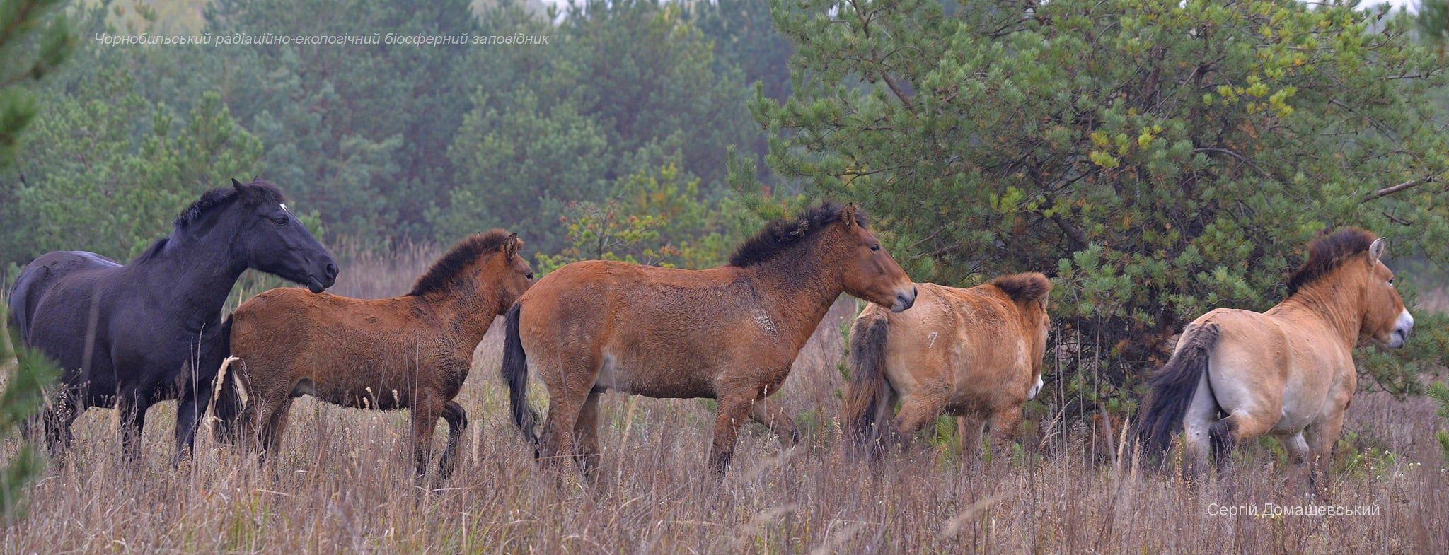 Появилось фото помеси домашней лошади и коня Пржевальского. Фото: Чернобыльский заповедник