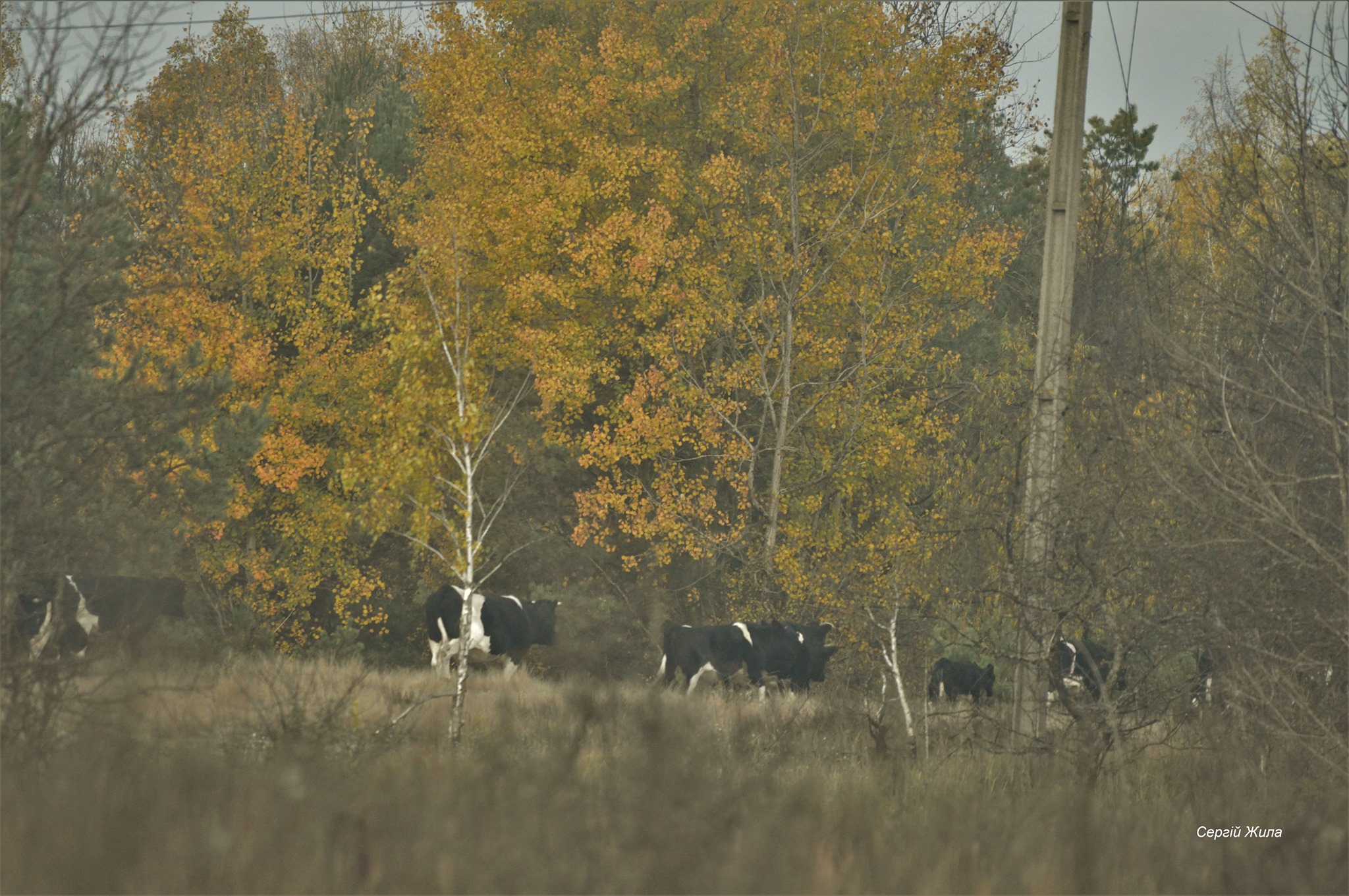 Фото одичавших коров в Чернобыльском заповеднике. Фото: Чернобыльский заповедник
