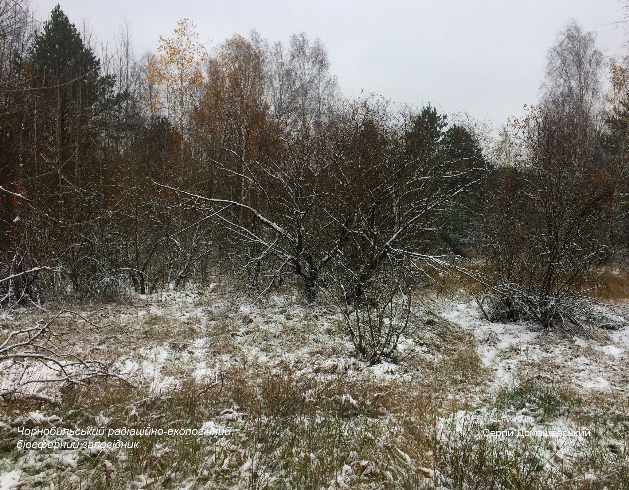 Первый снег в Чернобыльском заповеднике. Фото: Чернобыльский заповедник