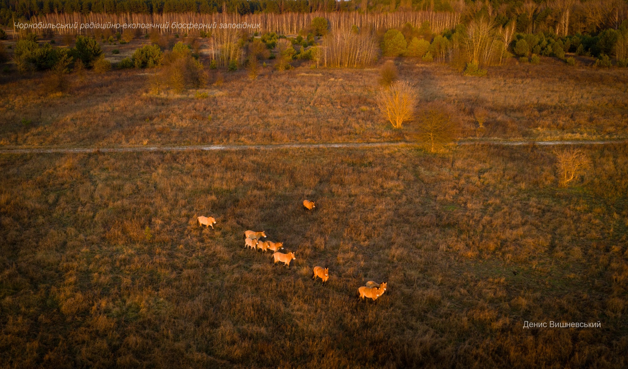 Лошади Пржевальского в Чернобыльском заповеднике