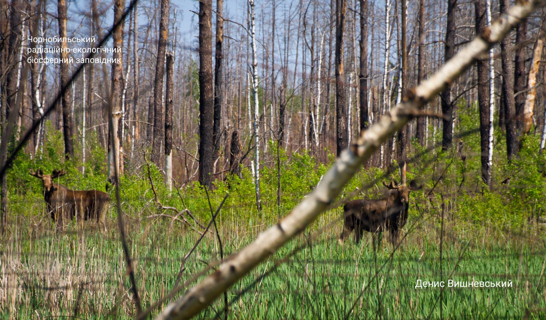 После пожара в Чернобыльского заповеднике снова появились животные и растительность. Фото: Facebook / Чернобыльский радиационно-экологический биосферный заповедник