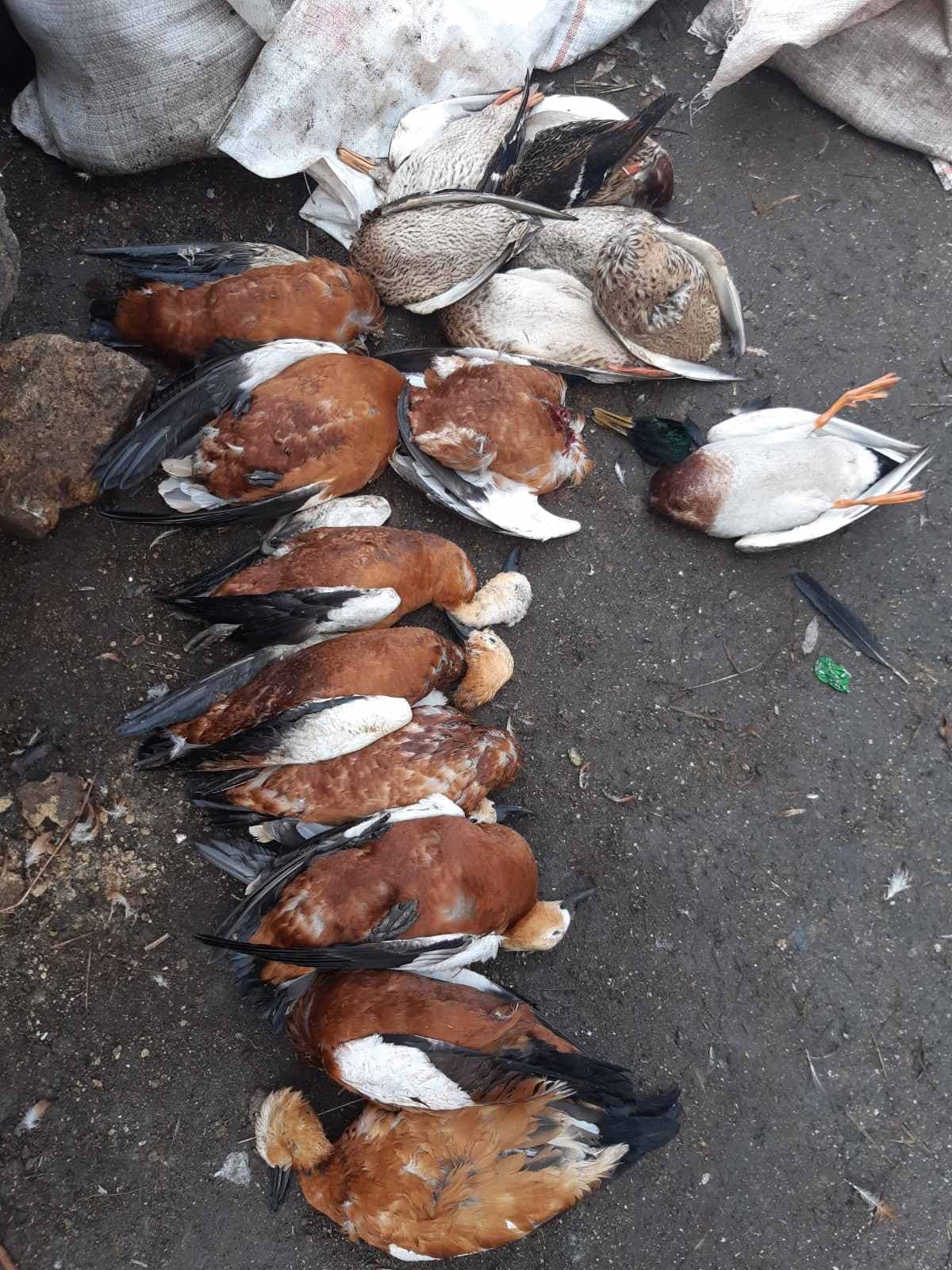 В Херсонской области массов гибнут птицы. Скриншот facebook.com/dpsskherson