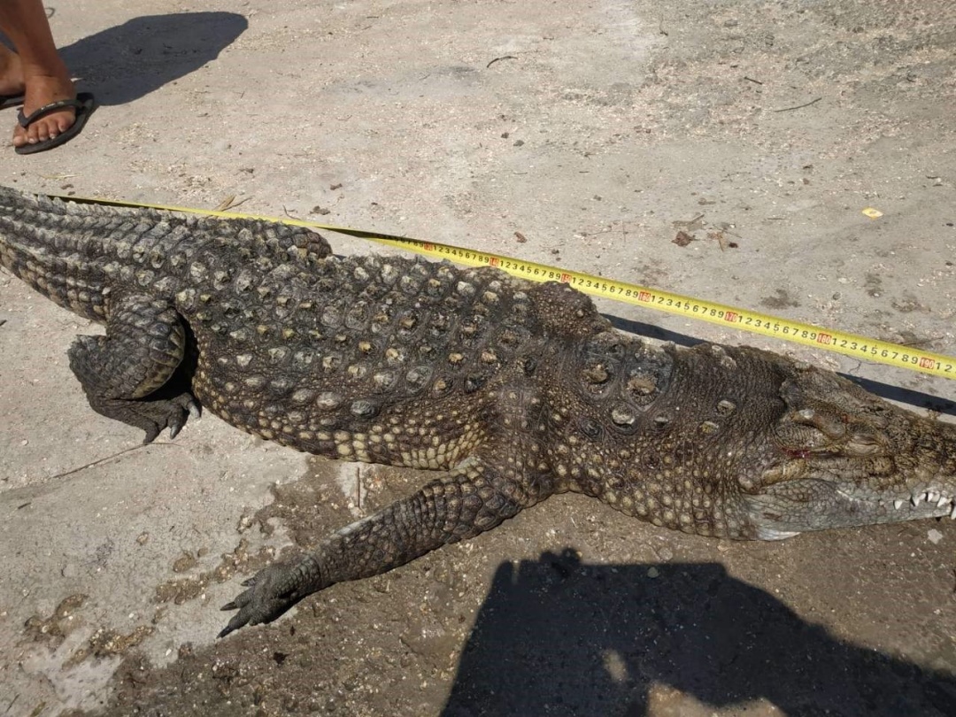 На Арабатской Стрелке нашли крокодила