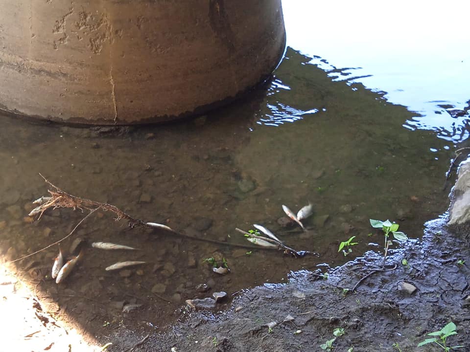 В реку Тетерев стекают сточные воды. Скриншот из фейсбука Госэкоинспекции