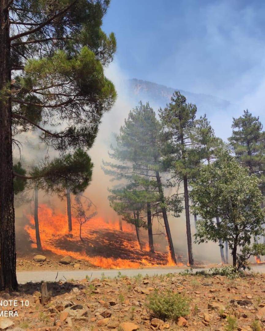 Лесные пожары в Турции. Скриншот из твиттера