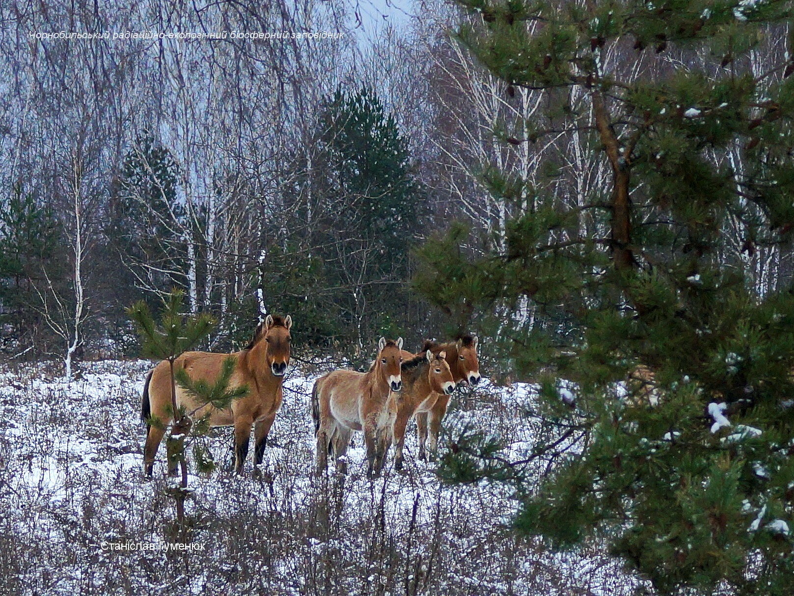 представители Чернобыльского заповедника поделились фотографиями проживающих на территории лошадей