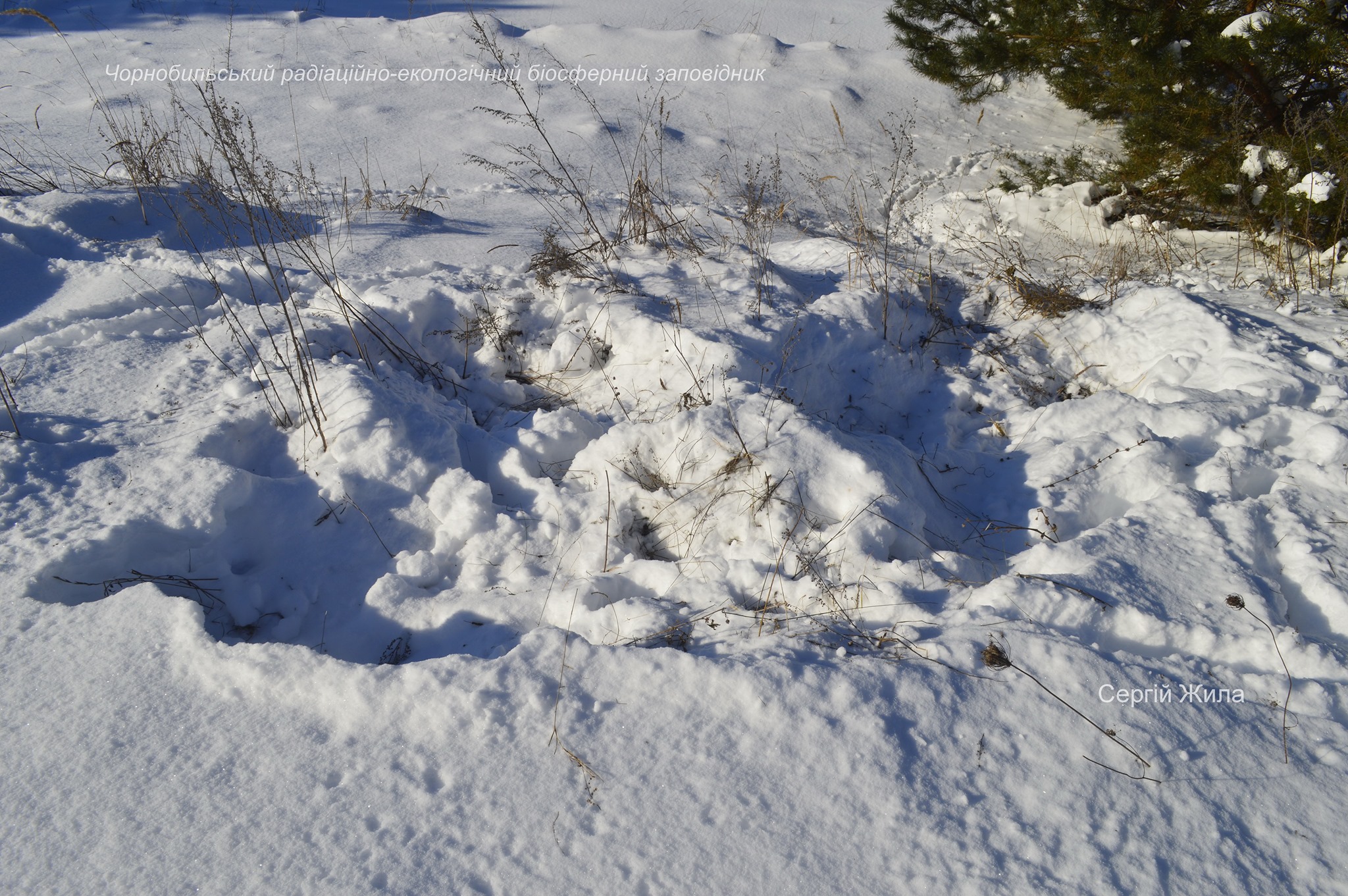 Вото: коровы стараются добраться до травы, копая снег мордой
