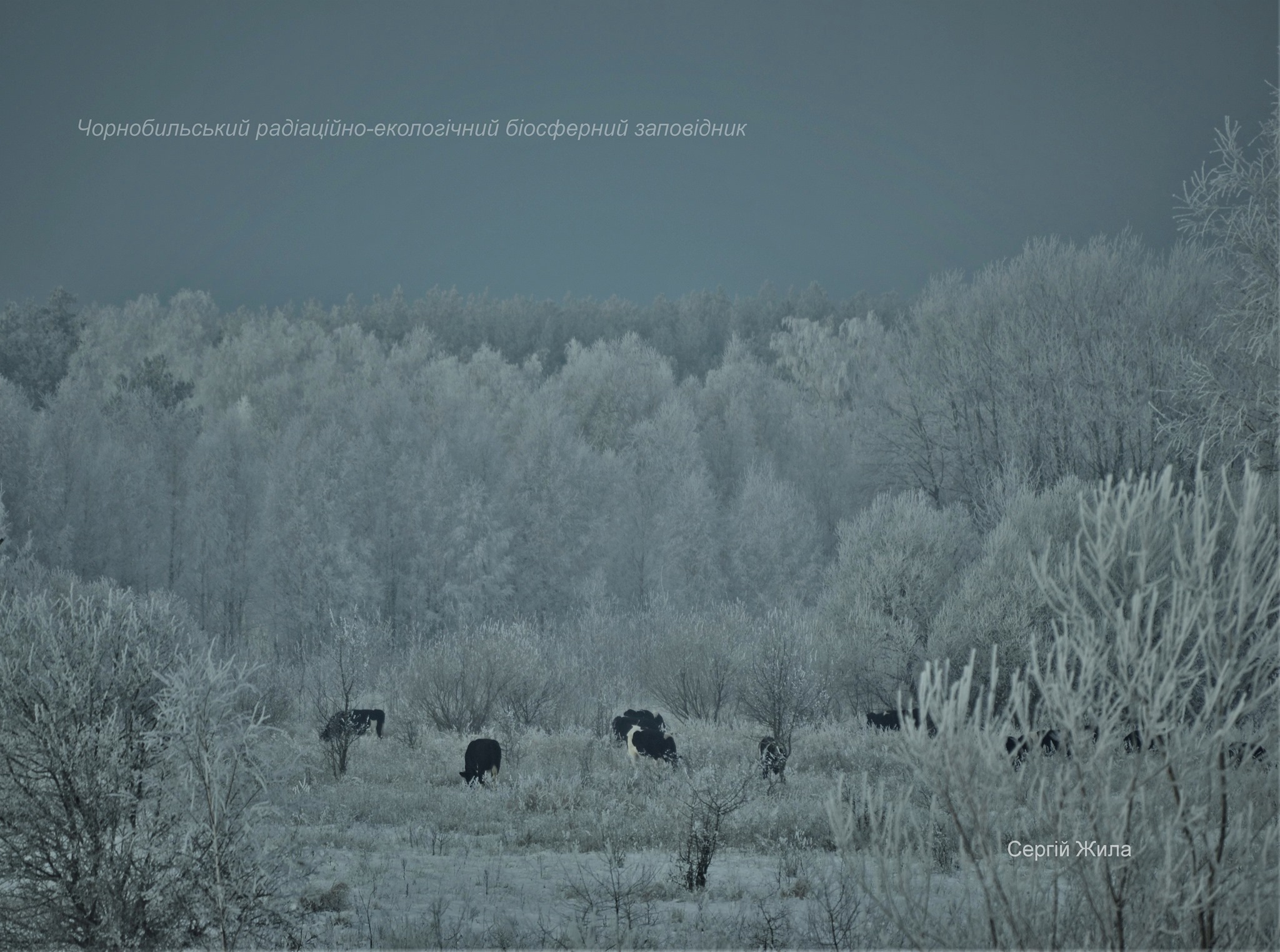 Фото: Коровам в заповеднике в зимнее время сложнее, чем копытным