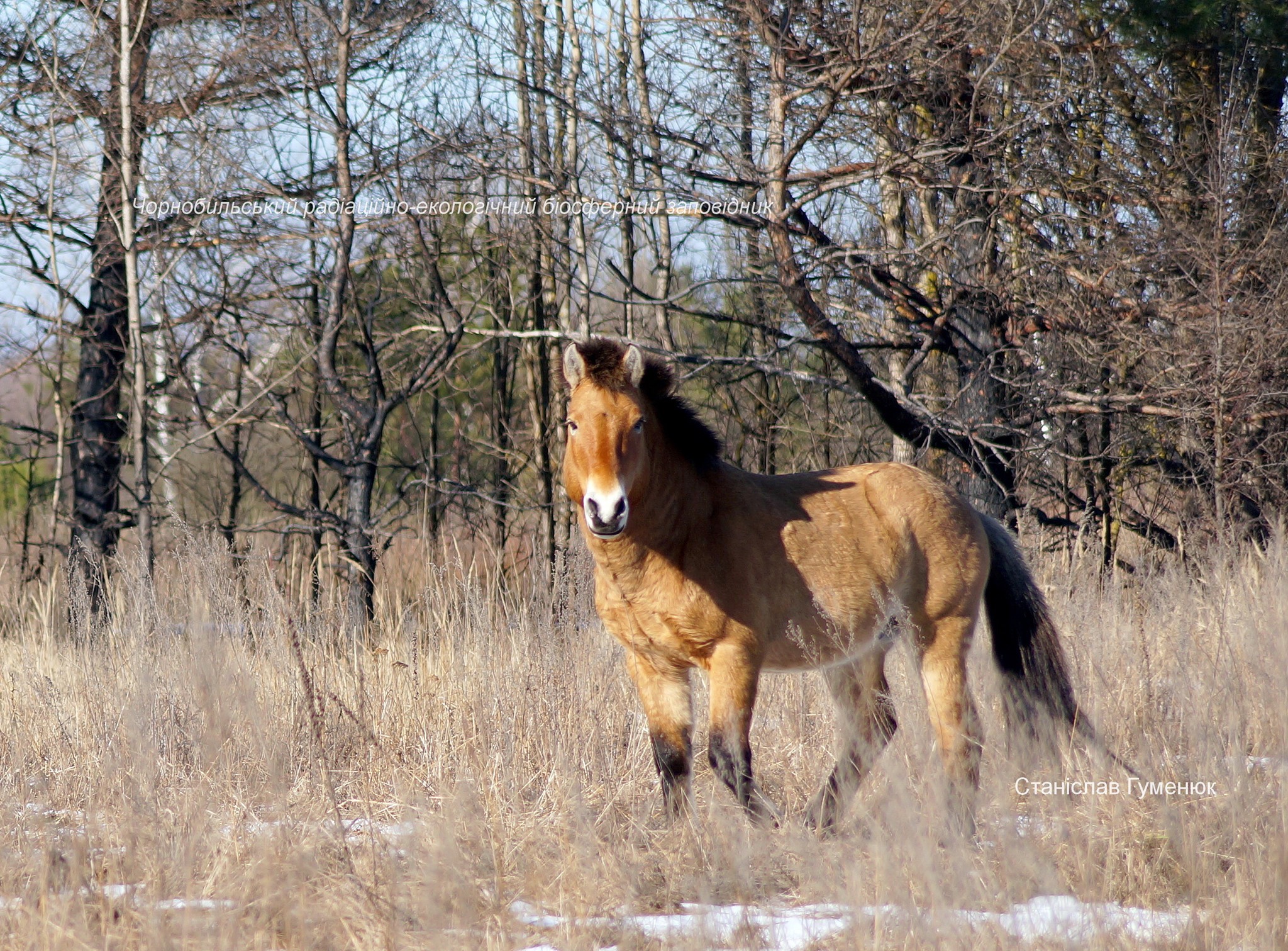 снимки лошадей Пржевальского, которые проживают на территории зоны отчуждения