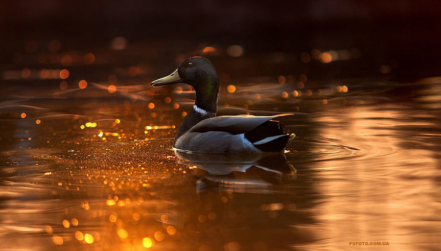 Уточка греется на солнце в золотисто-окрашенной воде
Фото: @Sergey Polyushko