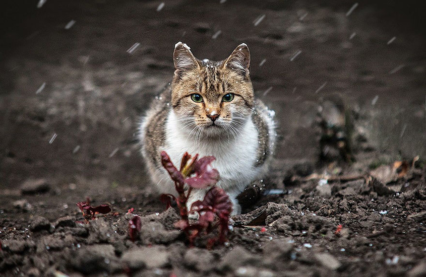 Так неожиданно пришли холода, а эта кошка не нашла теплый дом и любящих хозяев 
Фото: @Sergey Polyushko