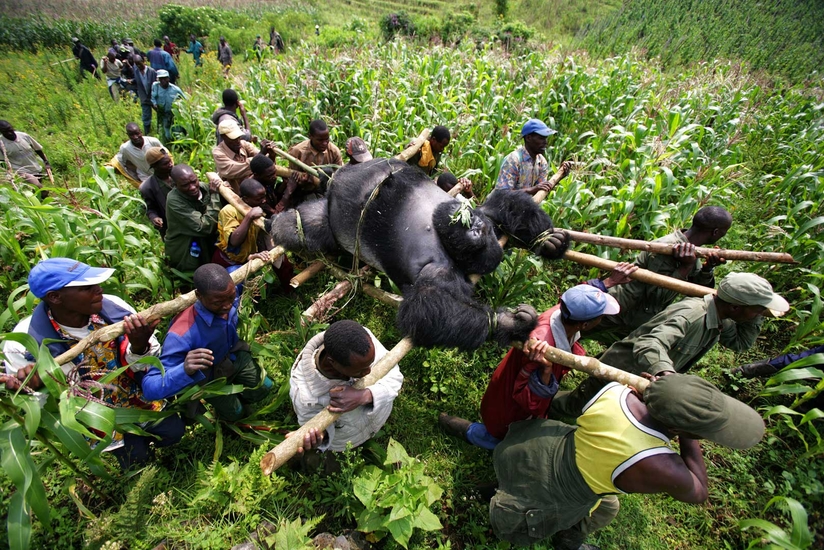 "Горилла в Конго", 2007 год
Фото: Brent Stirton